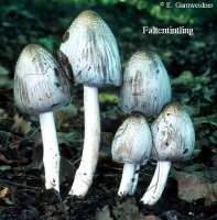 FALTENTINTLING (COPRINUS ATRAMENTARIUS) Bild 1