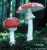 FLIEGENPILZ (AMANITA MUSCARIA) Bild 1