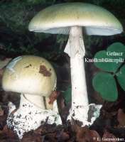 GRUENER KNOLLENBLAETTERPILZ (AMANITA PHALLOIDES) Bild 1