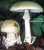 GRUENER KNOLLENBLAETTERPILZ (AMANITA PHALLOIDES) Bild 1