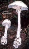 KEGELHUETIGER KNOLLENBLAETTERPILZ (AMANITA VIROSA) Bild 1