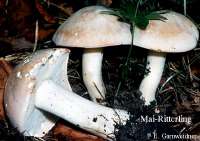 MAI-RITTERLING (CALOCYBE GAMBOSA) Bild 1