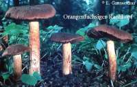 ORANGEFUCHSIGER RAUHKOPF (CORTINARIUS ORELLANUS) Bild 1