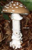 PANTHERPILZ (AMANITA PANTHERINA) Bild 1
