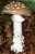 PANTHERPILZ (AMANITA PANTHERINA) Bild 1