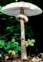 PARASOL (MACROLEPIOTA PROCERA) Bild 1