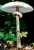 PARASOL (MACROLEPIOTA PROCERA) Bild 1