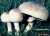PERLHUHNEGERLING (AGARICUS PLACOMYCES) Bild 1
