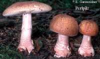 PERLPILZ (AMANITA RUBESCENS) Bild 1