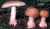 PERLPILZ (AMANITA RUBESCENS) Bild 1