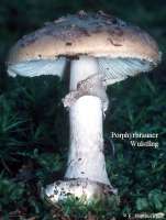 PORPHYRBRAUNER WULSTLING (AMANITA PORPHYRIA) Bild 1