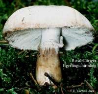 ROSABLAETTRIGER EGERLINGSCHIRMLING Bild 1