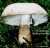 ROSABLAETTRIGER EGERLINGSCHIRMLING Bild 1