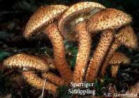 SPARRIGER SCHUEPPLING (PHOLIOTA SQUARROSA) Bild 1