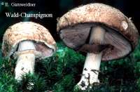 WALD-CHAMPIGNON (AGARICUS SILVATICUS) Bild 1