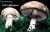 WALD-CHAMPIGNON (AGARICUS SILVATICUS) Bild 1