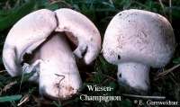 WIESEN-CHAMPIGNON (AGARICUS CAMPESTRIS) Bild 1