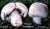 WIESEN-CHAMPIGNON (AGARICUS CAMPESTRIS) Bild 1