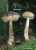 BIRKENPILZ (LECCINUM SCABRUM) Bild 1