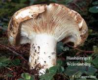 BLAUBLAETTRIGER WEISSTAEUBLING (RUSSULA DELICA) Bild 1