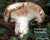 BLAUBLAETTRIGER WEISSTAEUBLING (RUSSULA DELICA) Bild 1