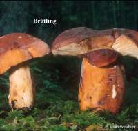 BRAETLING (LACTARIUS VOLEMUS) Bild 1