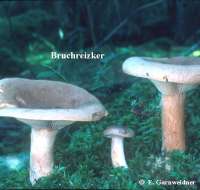 BRUCHREIZKER (LACTARIUS HELVUS) Bild 1