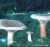 BRUCHREIZKER (LACTARIUS HELVUS) Bild 1