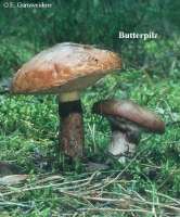 BUTTERPILZ (SUILLUS LUTEUS) Bild 1