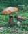 BUTTERPILZ (SUILLUS LUTEUS) Bild 1