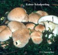 ECHTER SCHAFPORLING (ALBATRELLUS OVINUS) Bild 1