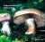 ERDIGRIECHENDER SCHLEIERLING (CORTINARIUS VARIECOLOR Bild 1
