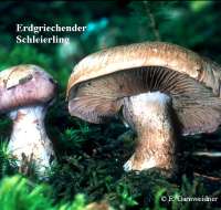 ERDIGRIECHENDER SCHLEIERLING (CORTINARIUS VARIECOLOR Bild 2