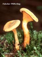 FALSCHER PFIFFERLING (HYGROPHOROPSIS AURANTIACA) Bild 1
