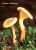 FALSCHER PFIFFERLING (HYGROPHOROPSIS AURANTIACA) Bild 1