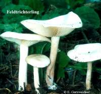 FELD-TRICHTERLING (CLITOCYBE DEALBATA) Bild 1