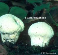 FLASCHENSTAEUBLING (LYCOPERDON PERLATUM) Bild 1