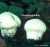 FLASCHENSTAEUBLING (LYCOPERDON PERLATUM) Bild 1