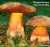 FLOCKENSTIELIGER HEXENROEHRLING (BOLETUS ERYTHROPUS) Bild 1