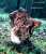 FRUEHJAHRSLORCHEL (GYROMITRA ESCULENTA) Bild 1