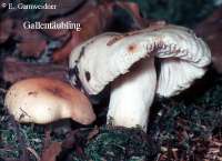 GALLENTAEUBLING (RUSSULA FELLEA) Bild 1