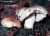 GALLENTAEUBLING (RUSSULA FELLEA) Bild 1
