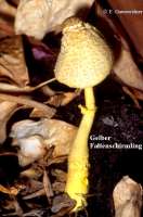 GELBER FALTENSCHIRMLING (LEUCOCOPRINUS BIRNBAUMII) Bild 1