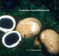 GEMEINER KARTOFFELBOVIST (SCLERODERMA CITRINUM) Bild 1