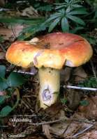 GOLDTAEUBLING (RUSSULA AURATA) Bild 1