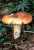 GOLDTAEUBLING (RUSSULA AURATA) Bild 1