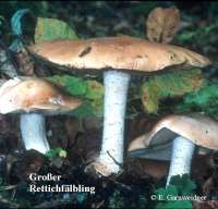 GROSSER RETTICHFAELBLING (HEBELOMA SINAPIZANS) Bild 1