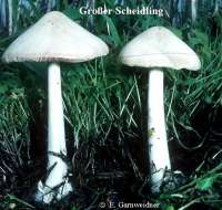 GROSSER SCHEIDLING (VOLVARIELLA SPECIOSA) Bild 1