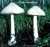GROSSER SCHEIDLING (VOLVARIELLA SPECIOSA) Bild 1