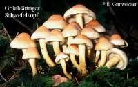 GRUENBLAETTRIGER SCHWEFELKOPF (HYPHOLOMA FASCICULARE) Bild 1